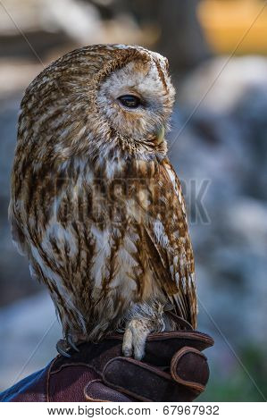 Barred Owl (strix Varia)