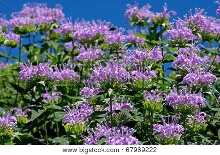 Bee Balm