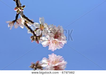 Mandelblüte