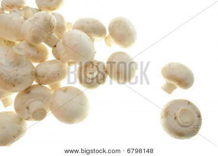Champignons isolato
