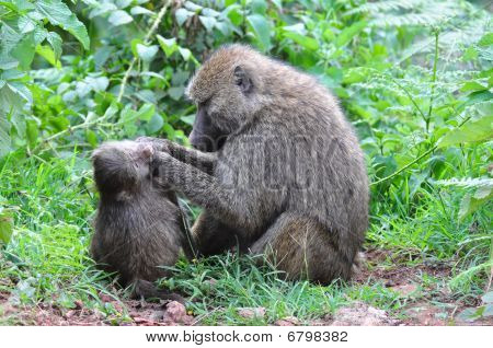 Babouins toilettage