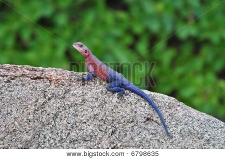 Lézard violet et rose