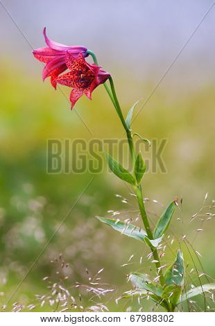 Lily