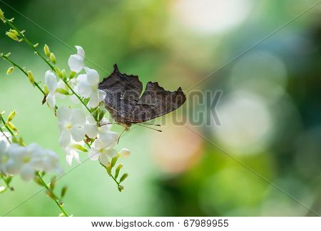 Question Mark Butterfly (polygonia Interrogationis)