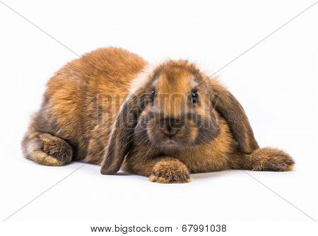 Rabbit sitting in front of white background