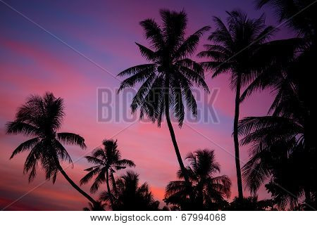Palm Tree Silhouette At Sunset