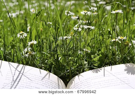 Reading On A Meadow A