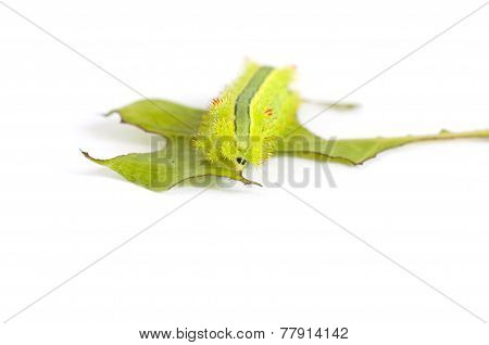 Nettle Caterpillar