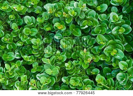 Green Pattern