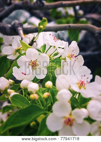 Spring Blossoms