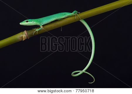 Emerald grass lizard / Takydromus smaragdinus