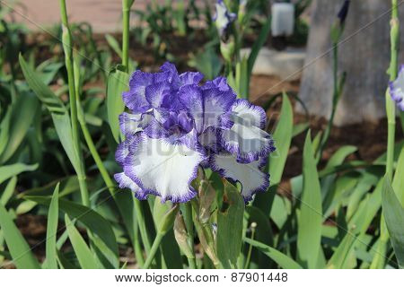 Purple and White Iris