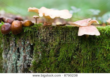 Mushroom