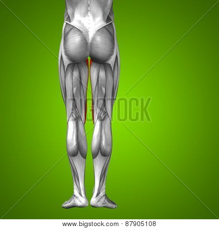 Concept or conceptual 3D gracilis human upper leg anatomy or anatomical and muscle on green gradient background