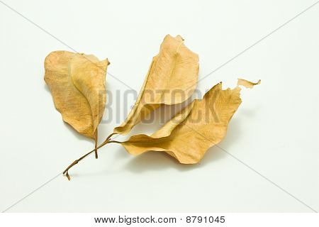 Torra blad