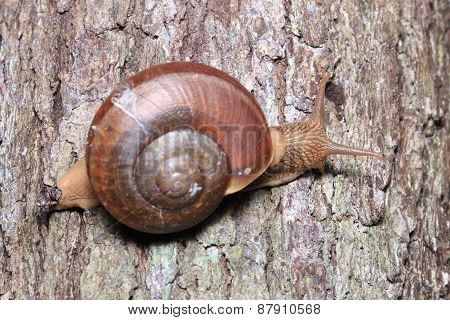Snail on a tree in the forest.