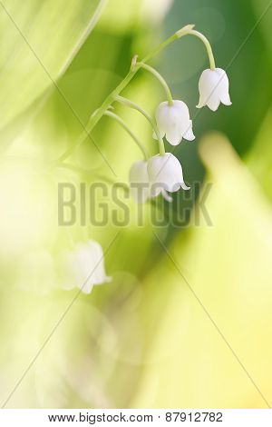 Flowers Of A Wild-growing Lily Of The Valley