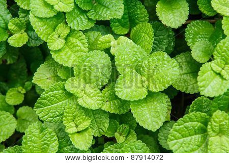 Mint Leaves Texture