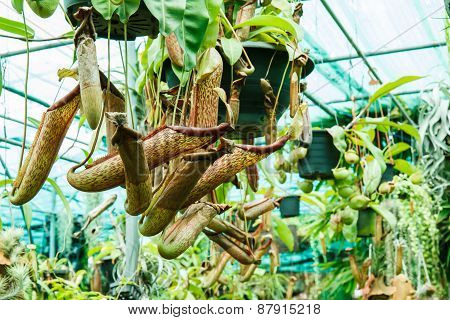 Nepenthes In Garden