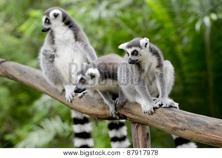 Ring-tailed Lemur (lemur Catta)