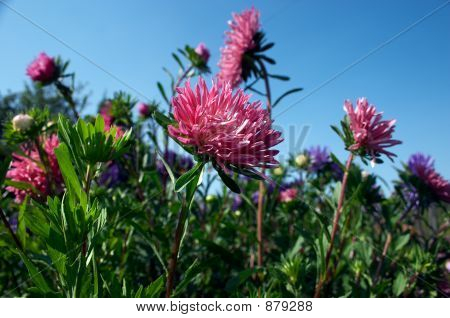Aster