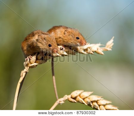 Harvest Mice
