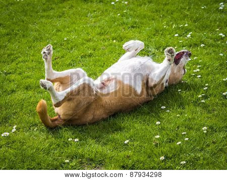 happy dog on a sunny day