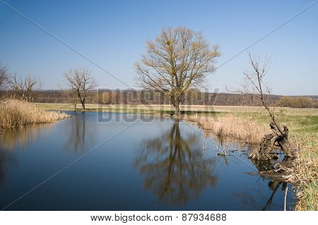 Old Tree On The Bank Of The River In The Spring Against The Blue Sky