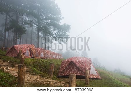 The Winter Fog