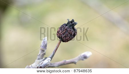 Forgoten to harvest