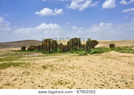 Oasis In The Desert