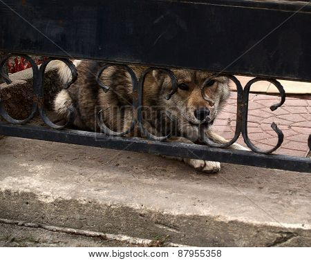 Dog - Reliable Guard
