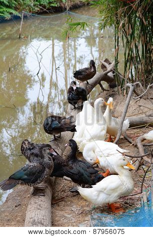 Lots Of Duck In Local Farm