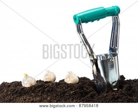 Bulb dibber and three flower bulbs ready for being planted into the ground