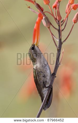 Black-chinned Hummingbird