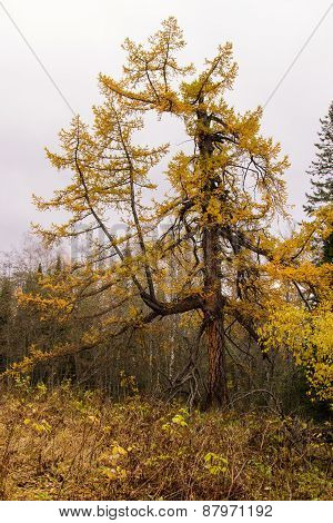 Autumn Larch