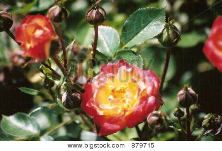 Herbata Rose