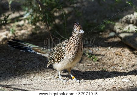 Greater Roadrunner