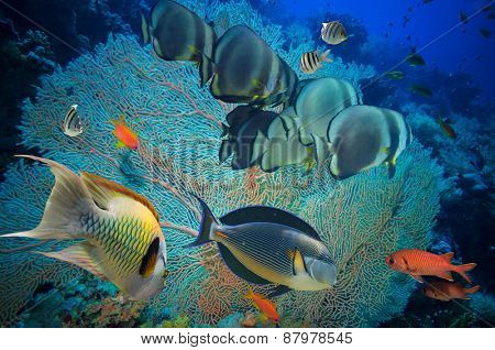Tropical Fish and Coral Reef on Red Sea