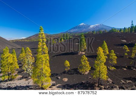 Pine Trees On The Lava Field, Pico Del Teide, Tenerife, Spain