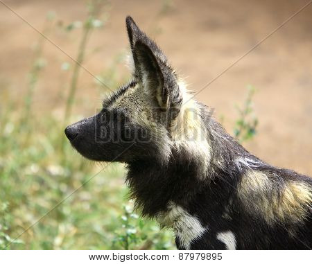 African Wild Dog (lycaon pictus)