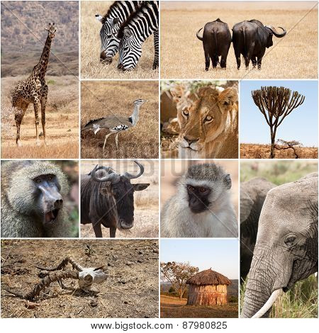 Safari collage