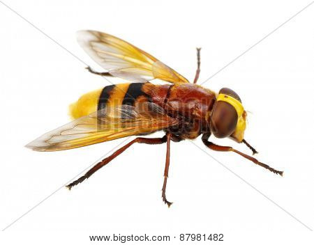 Horsefly isolated on white