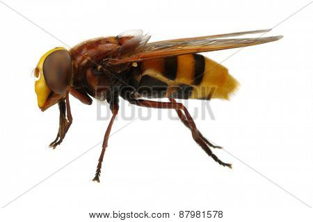 Horsefly isolated on white