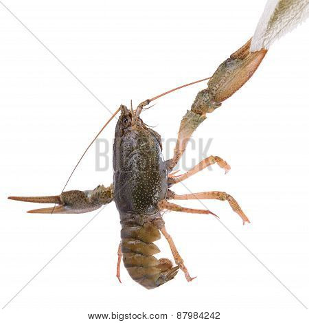 Live Animal Crawfishes