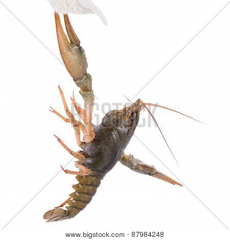 Live Animal Crawfishes