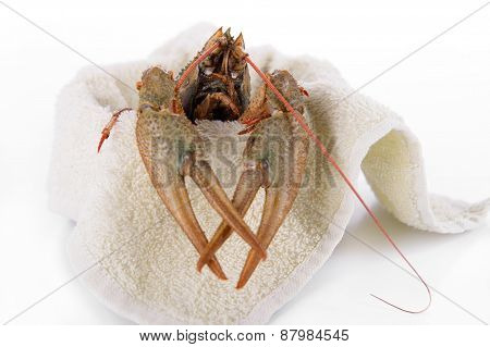 Live Animal Crawfish