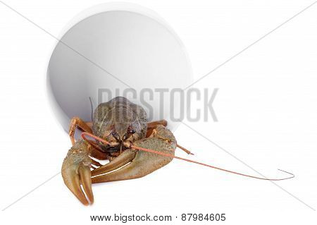 Live Animal Crawfish