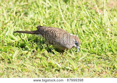Peaceful dove on the grass.