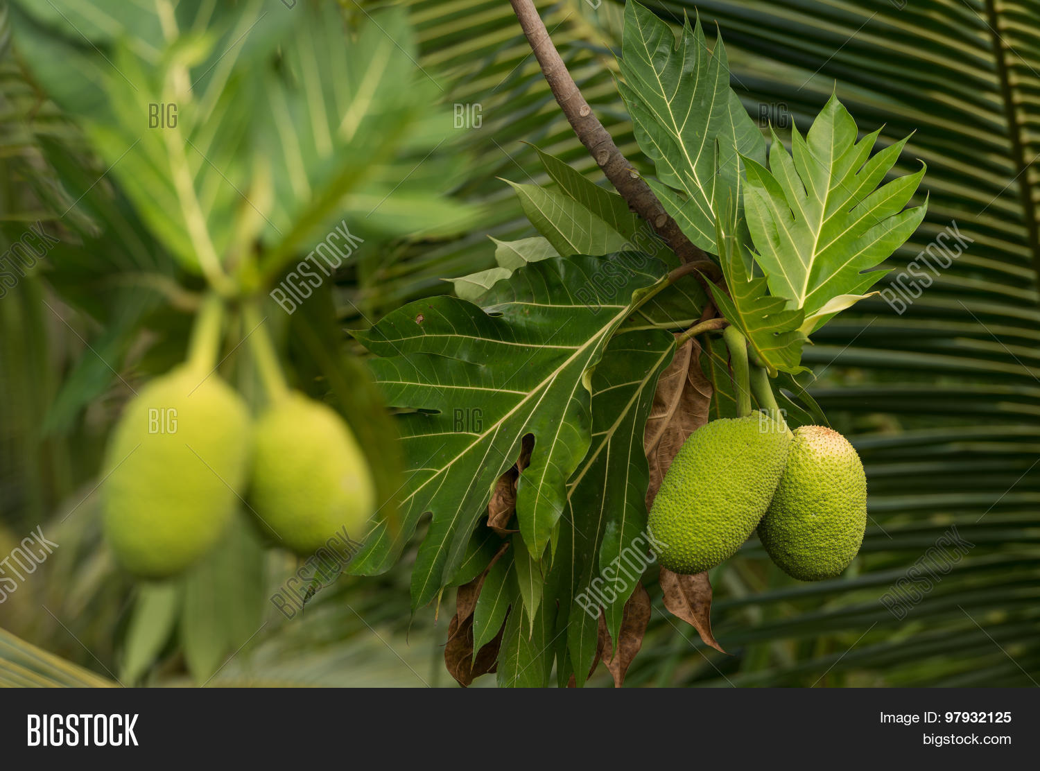 Image Preview